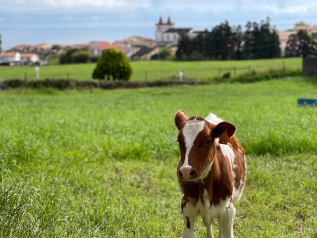 Quinta Do Avo Dimas - Rural Home - Sao Bras Porto Formoso المظهر الخارجي الصورة